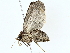  ( - BIOUG70310-B10)  @11 [ ] CreativeCommons - Attribution (2022) CBG Photography Group Centre for Biodiversity Genomics