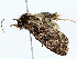  ( - BIOUG70310-C08)  @11 [ ] CreativeCommons - Attribution (2022) CBG Photography Group Centre for Biodiversity Genomics