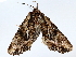  ( - BIOUG72943-C10)  @11 [ ] CreativeCommons - Attribution (2022) CBG Photography Group Centre for Biodiversity Genomics