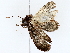  ( - BIOUG72943-D07)  @11 [ ] CreativeCommons - Attribution (2022) CBG Photography Group Centre for Biodiversity Genomics