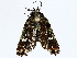  ( - BIOUG72944-D05)  @11 [ ] CreativeCommons - Attribution (2022) CBG Photography Group Centre for Biodiversity Genomics