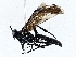 ( - BIOUG72944-G06)  @11 [ ] CreativeCommons - Attribution (2022) CBG Photography Group Centre for Biodiversity Genomics