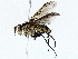  ( - BIOUG72945-A05)  @11 [ ] CreativeCommons - Attribution (2022) CBG Photography Group Centre for Biodiversity Genomics