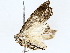  (Agonopterix Malaise9382 - BIOUG72945-A11)  @11 [ ] CreativeCommons - Attribution (2022) CBG Photography Group Centre for Biodiversity Genomics