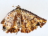  ( - BIOUG72945-B06)  @11 [ ] CreativeCommons - Attribution (2022) CBG Photography Group Centre for Biodiversity Genomics