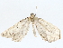  ( - BIOUG76539-A06)  @11 [ ] CreativeCommons - Attribution (2022) CBG Photography Group Centre for Biodiversity Genomics