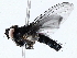  ( - BIOUG76539-A12)  @11 [ ] CreativeCommons - Attribution (2022) CBG Photography Group Centre for Biodiversity Genomics