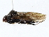  ( - BIOUG76539-B07)  @11 [ ] CreativeCommons - Attribution (2022) CBG Photography Group Centre for Biodiversity Genomics