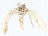  ( - BIOUG76539-E06)  @11 [ ] CreativeCommons - Attribution (2022) CBG Photography Group Centre for Biodiversity Genomics