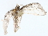  ( - BIOUG76540-C11)  @11 [ ] CreativeCommons - Attribution (2022) CBG Photography Group Centre for Biodiversity Genomics