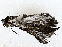  ( - BIOUG76540-F04)  @11 [ ] CreativeCommons - Attribution (2022) CBG Photography Group Centre for Biodiversity Genomics