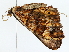 ( - BIOUG77727-D05)  @11 [ ] CreativeCommons - Attribution (2022) CBG Photography Group Centre for Biodiversity Genomics