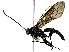 ( - BIOUG77728-A01)  @11 [ ] CreativeCommons - Attribution (2022) CBG Photography Group Centre for Biodiversity Genomics