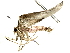  ( - BIOUG77728-H04)  @11 [ ] CreativeCommons - Attribution (2022) CBG Photography Group Centre for Biodiversity Genomics
