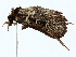  ( - BIOUG77729-A09)  @11 [ ] CreativeCommons - Attribution (2022) CBG Photography Group Centre for Biodiversity Genomics