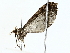  ( - BIOUG77729-B03)  @11 [ ] CreativeCommons - Attribution (2022) CBG Photography Group Centre for Biodiversity Genomics