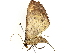  ( - BIOUG77730-D02)  @11 [ ] CreativeCommons - Attribution (2022) CBG Photography Group Centre for Biodiversity Genomics