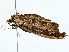  ( - BIOUG77730-D06)  @11 [ ] CreativeCommons - Attribution (2022) CBG Photography Group Centre for Biodiversity Genomics