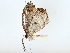  ( - BIOUG77730-F11)  @11 [ ] CreativeCommons - Attribution (2022) CBG Photography Group Centre for Biodiversity Genomics