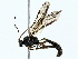  ( - BIOUG77731-B09)  @11 [ ] CreativeCommons - Attribution (2022) CBG Photography Group Centre for Biodiversity Genomics