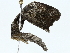  ( - BIOUG77731-D07)  @11 [ ] CreativeCommons - Attribution (2022) CBG Photography Group Centre for Biodiversity Genomics