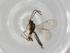  (Chilocyrtus Malaise8667 - BIOUG77834-G10)  @11 [ ] CreativeCommons - Attribution (2022) Centre for Biodiversity Genomics Centre for Biodiversity Genomics