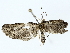  (Eupithecia Malaise5124 - BIOUG85268-F09)  @11 [ ] CreativeCommons - Attribution (2022) CBG Photography Group Centre for Biodiversity Genomics