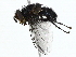  ( - BIOUG85269-B03)  @11 [ ] CreativeCommons - Attribution (2022) CBG Photography Group Centre for Biodiversity Genomics