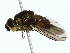  (Actia Malaise4967 - BIOUG85269-B06)  @11 [ ] CreativeCommons - Attribution (2022) CBG Photography Group Centre for Biodiversity Genomics