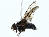  ( - BIOUG85269-B09)  @11 [ ] CreativeCommons - Attribution (2022) CBG Photography Group Centre for Biodiversity Genomics