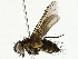  (Lixophaga Malaise7051 - BIOUG85269-D01)  @11 [ ] CreativeCommons - Attribution (2022) CBG Photography Group Centre for Biodiversity Genomics