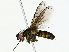  ( - BIOUG85269-D02)  @11 [ ] CreativeCommons - Attribution (2022) CBG Photography Group Centre for Biodiversity Genomics