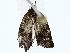  ( - BIOUG85269-F07)  @11 [ ] CreativeCommons - Attribution (2022) CBG Photography Group Centre for Biodiversity Genomics