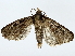  ( - BIOUG85269-G11)  @11 [ ] CreativeCommons - Attribution (2022) CBG Photography Group Centre for Biodiversity Genomics