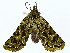  ( - BIOUG85270-A09)  @11 [ ] CreativeCommons - Attribution (2022) CBG Photography Group Centre for Biodiversity Genomics