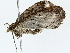  ( - BIOUG85270-A12)  @11 [ ] CreativeCommons - Attribution (2022) CBG Photography Group Centre for Biodiversity Genomics