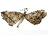  ( - BIOUG85301-E12)  @11 [ ] CreativeCommons - Attribution (2022) CBG Photography Group Centre for Biodiversity Genomics