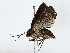  ( - BIOUG85301-F10)  @11 [ ] CreativeCommons - Attribution (2022) CBG Photography Group Centre for Biodiversity Genomics