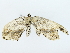  ( - BIOUG85302-E02)  @11 [ ] CreativeCommons - Attribution (2022) CBG Photography Group Centre for Biodiversity Genomics