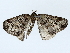  ( - BIOUG85302-E11)  @11 [ ] CreativeCommons - Attribution (2022) CBG Photography Group Centre for Biodiversity Genomics