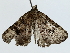  ( - BIOUG85302-F01)  @11 [ ] CreativeCommons - Attribution (2022) CBG Photography Group Centre for Biodiversity Genomics
