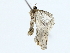  ( - BIOUG85302-F04)  @11 [ ] CreativeCommons - Attribution (2022) CBG Photography Group Centre for Biodiversity Genomics