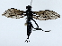  ( - BIOUG85302-F12)  @11 [ ] CreativeCommons - Attribution (2022) CBG Photography Group Centre for Biodiversity Genomics