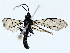  ( - BIOUG85302-G08)  @11 [ ] CreativeCommons - Attribution (2022) CBG Photography Group Centre for Biodiversity Genomics