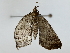  ( - BIOUG85302-H01)  @11 [ ] CreativeCommons - Attribution (2022) CBG Photography Group Centre for Biodiversity Genomics