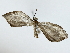  ( - BIOUG85302-H02)  @11 [ ] CreativeCommons - Attribution (2022) CBG Photography Group Centre for Biodiversity Genomics