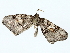  ( - BIOUG85451-A07)  @11 [ ] CreativeCommons - Attribution (2022) CBG Photography Group Centre for Biodiversity Genomics