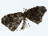  ( - BIOUG85451-C11)  @11 [ ] CreativeCommons - Attribution (2022) CBG Photography Group Centre for Biodiversity Genomics