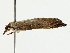  (Udea Malaise4798 - BIOUG85451-D01)  @11 [ ] CreativeCommons - Attribution (2022) CBG Photography Group Centre for Biodiversity Genomics