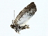  ( - BIOUG85451-D06)  @11 [ ] CreativeCommons - Attribution (2022) CBG Photography Group Centre for Biodiversity Genomics